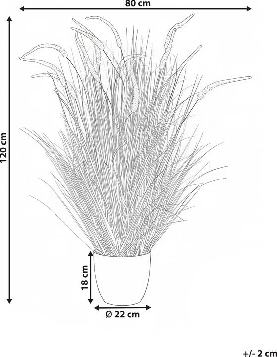 Immagine prodotto Beliani Bristlegrass (120 cm)