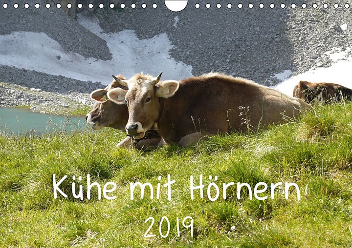 Produktbild Kühe mit Hörnern (Wandkalender 2019 DIN A4 quer)