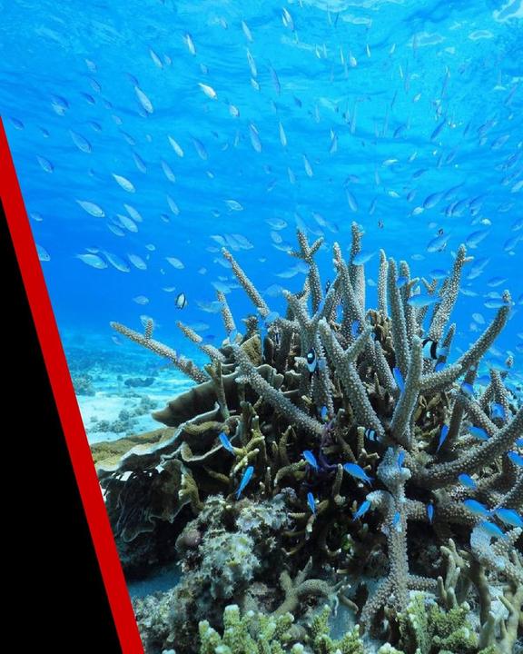 Productafbeelding Canon RF 16mm f/2.8 STM (Canon RF, Volledig formaat)