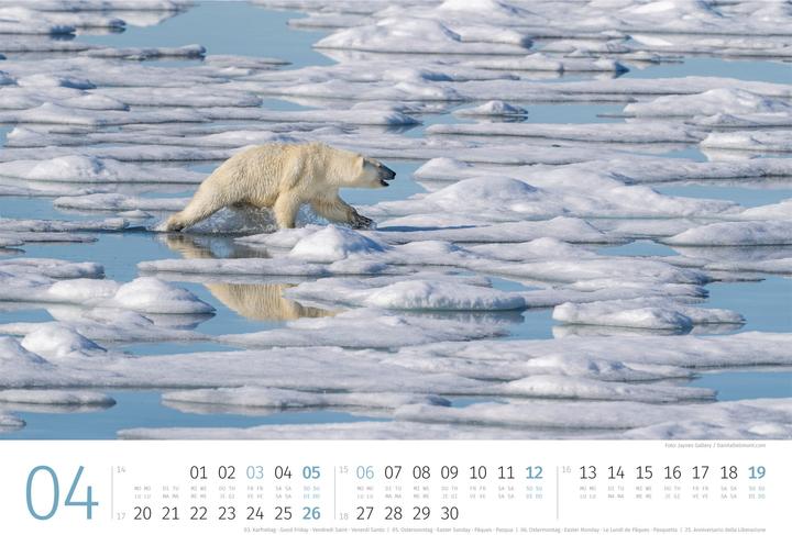 Produktbild Eisbären Kalender 2026 (45 x 33 cm, Harter Einband, Englisch, Italienisch, Französisch, Deutsch)