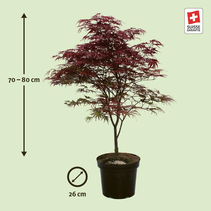 Produktbild Zulauf Japanischer Fächer-Ahorn / Acer palmatum 'Peve Dave' (80 cm)
