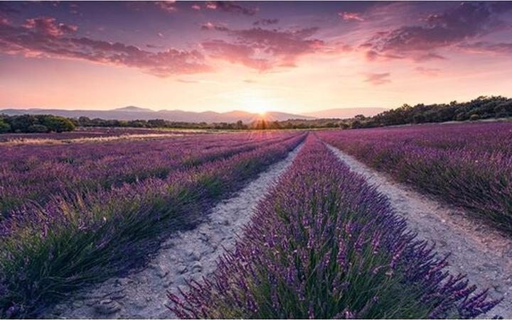 Komar Vliesbehang Lavender Dream 9-panel 450 x 280 cm (450 x 280 cm)