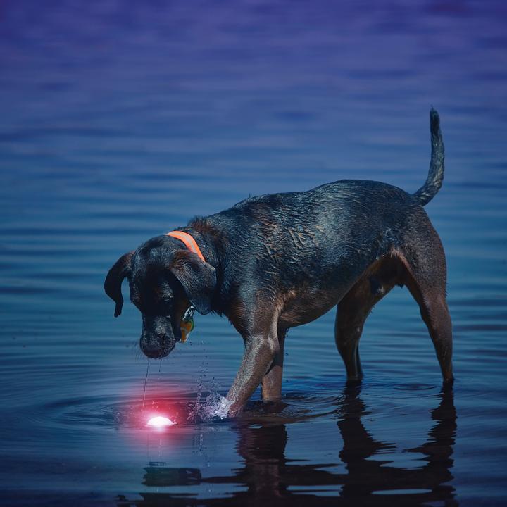 Immagine prodotto Nite Ize LED Glowstreak (Palla giocattolo per cani)