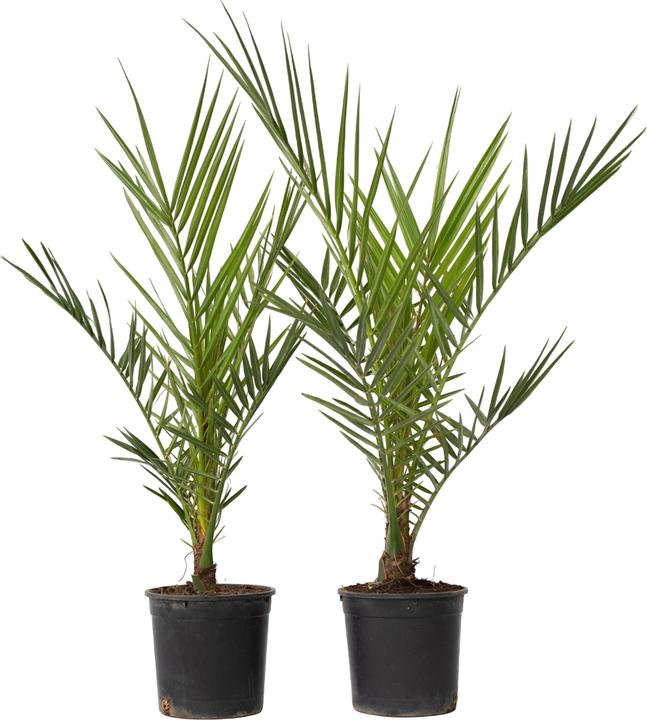 Immagine prodotto Plant in a Box Phoenix canariensis - Set di 2 palme da dattero delle Canarie (50 cm)