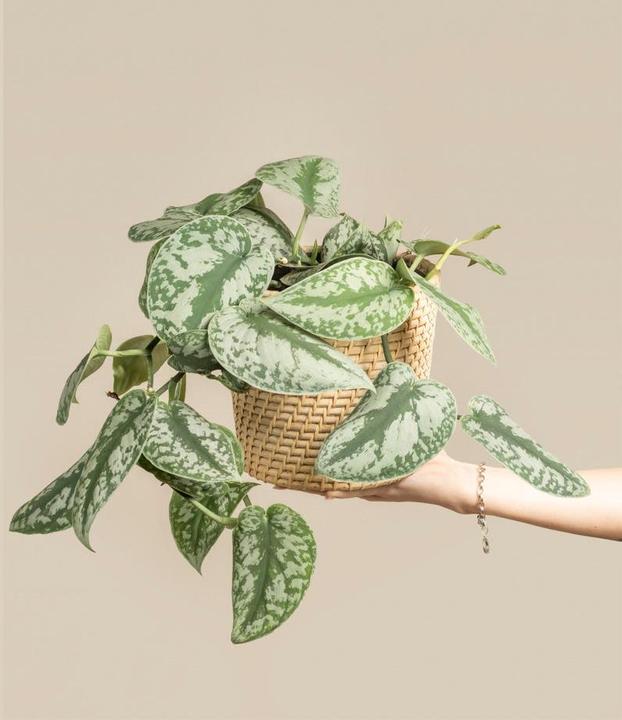 Produktbild feey Grosse Silbrige Efeutute (25 cm, Frisch umgetopft)