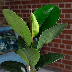 Immagine prodotto Flowerbox Set di 3 alberi della gomma - Ficus elastica "Robusta (50 cm)