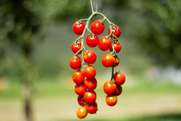 Produktbild Zollinger Bio Tomate, Mexican Honey