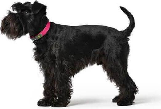 Produktbild Hunter Convenience - dog collar - 55 cm (M, L, Hund, Hundesport)