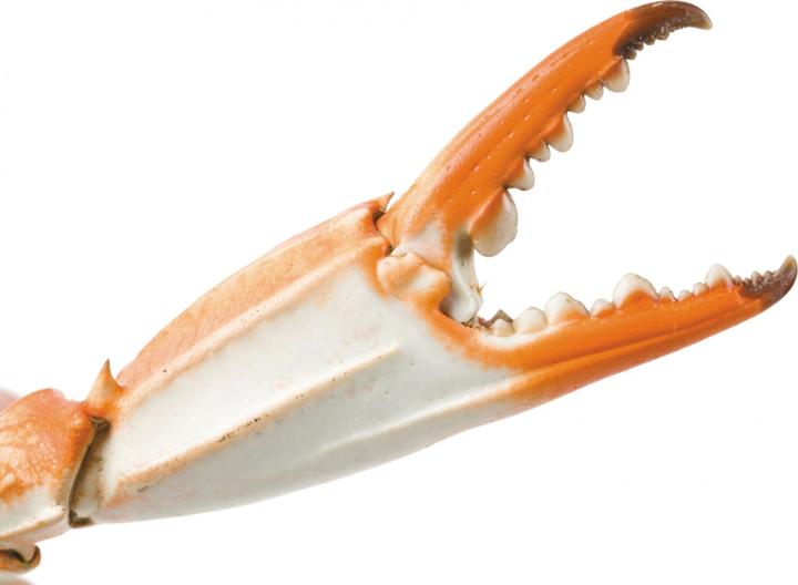 Produktbild Ibili Meeresfrüchtzange Edelstahl 18 cm Ideal zum Öffnen von Muscheln und Schalentieren (Servierzange)
