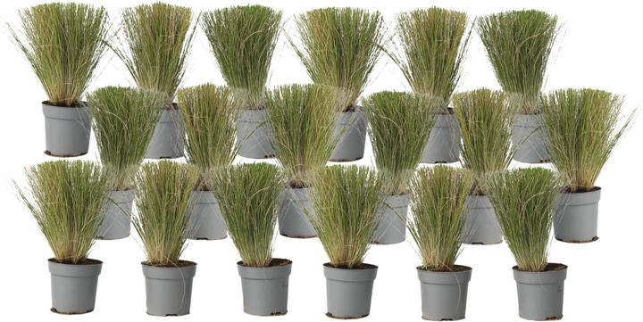 Image du produit Plant in a Box Stipa tenuifolia 'Pony Tails' - 9er Set Zier Federgras (20 cm)