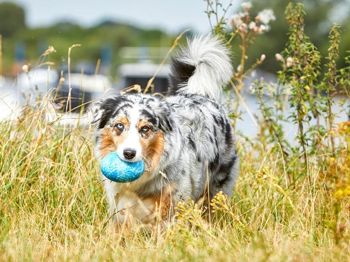 Produktbild Wolters Straussen-Ei (Kauspielzeug Hund)