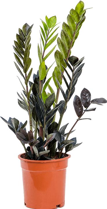 Produktbild Plantlovers Zamioculcas zamiifolia Raven (Glücksfeder) (65 cm, Frisch umgetopft)