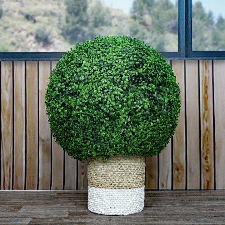 Actual product image JOHN316 Buchsbaum (55 cm)