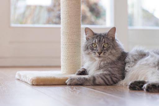 Image du produit Beeztees Gina (90 cm, Beige)