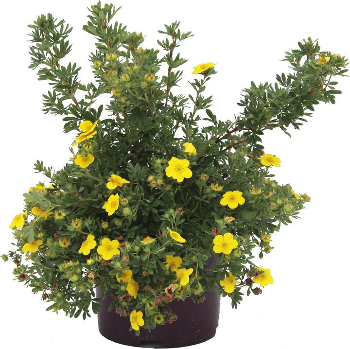 Image du produit Zulauf Potentille ligneuse (80 cm)