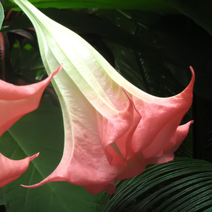 Produktbild Plant in a Box Brugmansia versicolor, sanguinea, suaveolens - 3er Set Engelstrompete (25 cm)