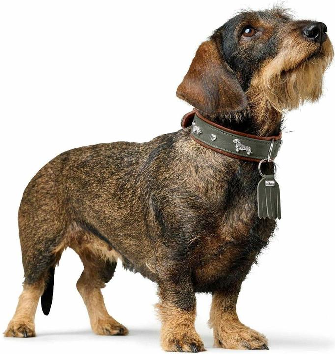 Immagine prodotto Hunter Collare bassotto Monaco 42/S, pelle di vacchetta, verde/cognac (42, Cane, Generale)