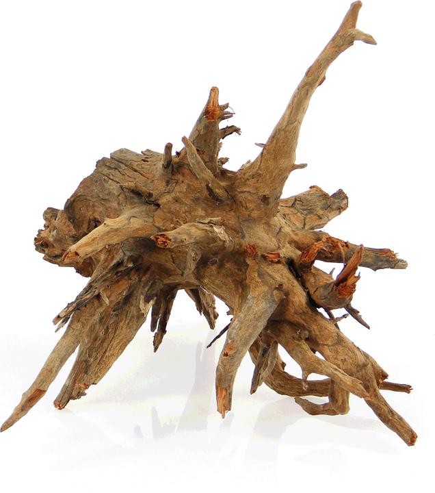 Actual product image Amazonas Corbo root (Embellishment, Basics)