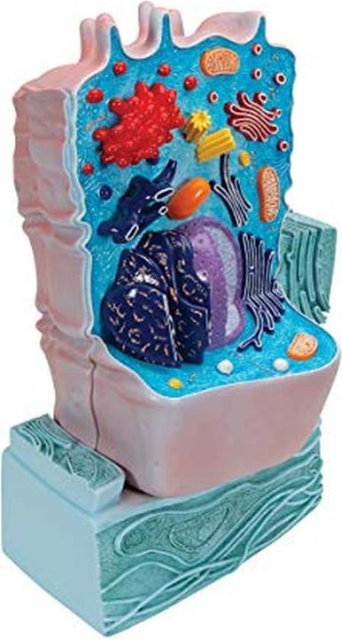 3B Scientific Animal Cell Model