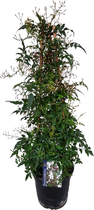 Produktbild Plant in a Box Jasminum polyanthum - Jasmin (60 cm)
