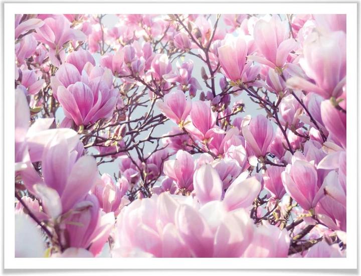 Actual product image Trenddeko Magnolia tree (60 x 50 cm)