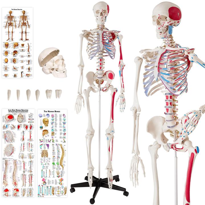 Immagine prodotto tectake Anatomia scheletrica