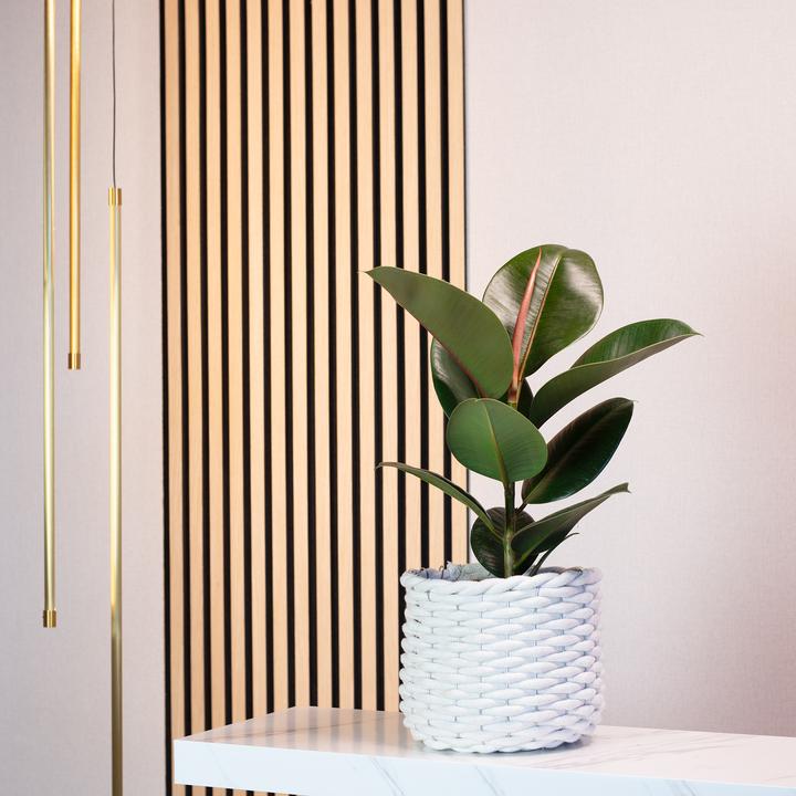 Actual product image Flowerbox Rubber tree - Ficus elastica Robusta (50 cm)