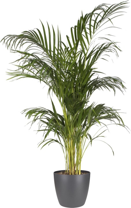Produktbild Elho Brussels (16 cm)
