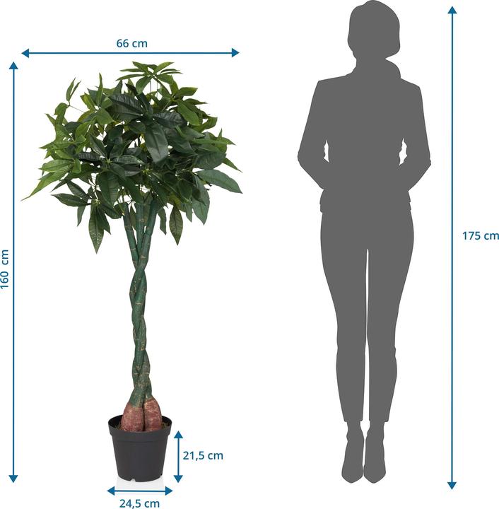 Produktbild Hjh Office Pachira (160 cm)