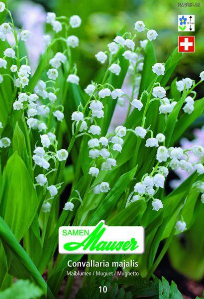 Produktbild Samen Mauser Maiblume Maieriesli (Blumenzwiebeln)