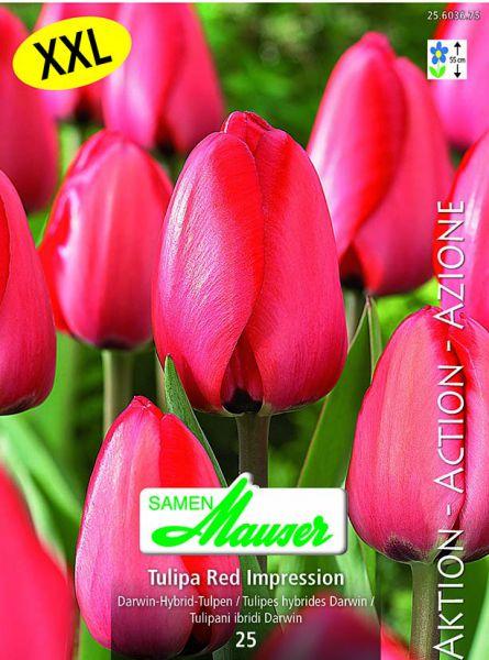 Produktbild Samen Mauser Tulpe Red Impression Aktion (Blumenzwiebeln)