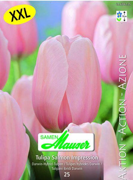 Produktbild Samen Mauser Tulpe Salmon Impression Aktion (Blumensamen)