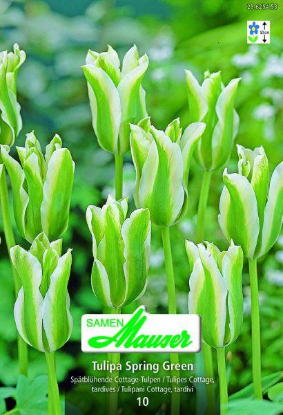 Produktbild Samen Mauser Spring Green Viridiflora-Tulpe (Blumenzwiebeln)