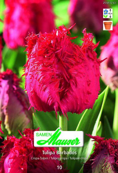 Produktbild Samen Mauser Barbados Crispa-Tulpe (Blumenzwiebeln)