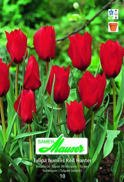 Produktbild Samen Mauser Red Hunter Wildtulpe (Blumenzwiebeln)