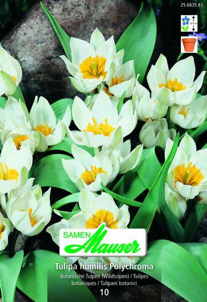 Produktbild Samen Mauser Polychroma Botanische Tulpe (Blumenzwiebeln)