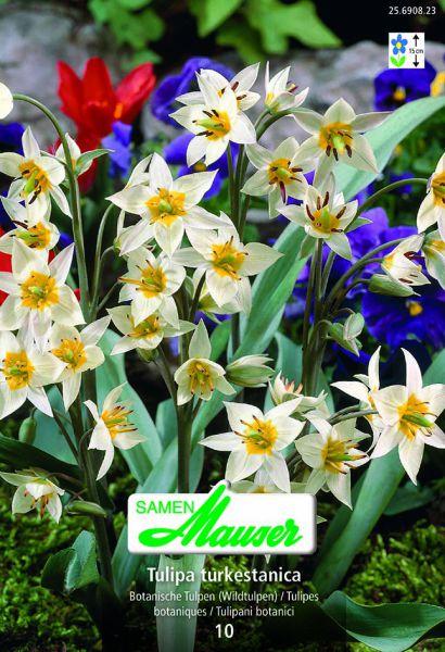 Produktbild Samen Mauser Botanische Tulpe (Blumenzwiebeln)