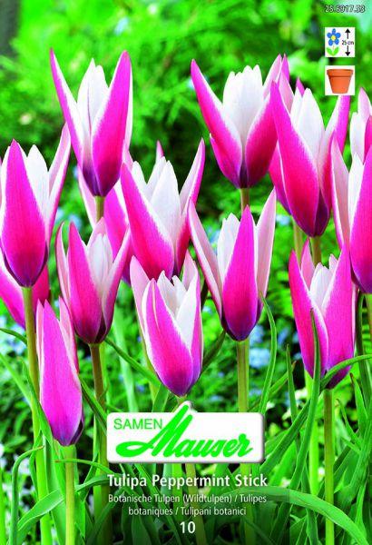 Produktbild Samen Mauser Peppermint Stick Wildtulpe (Blumensamen)