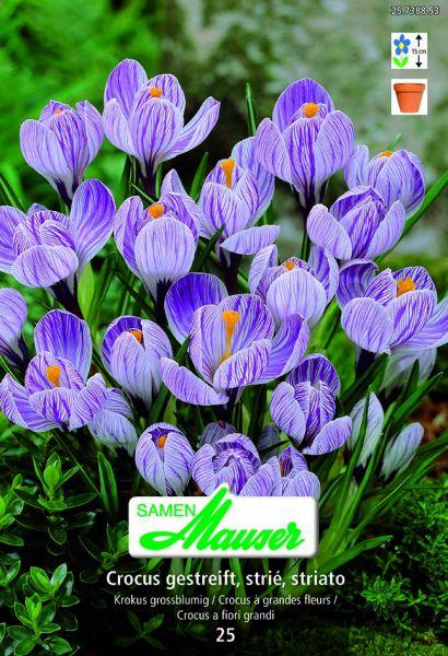 Produktbild Samen Mauser Krokus Ideal gestreift (Blumenzwiebeln)