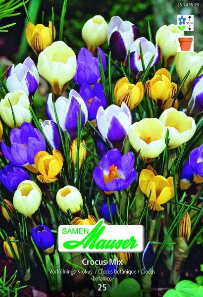 Produktbild Samen Mauser Krokus Mischung (Blumenzwiebeln)