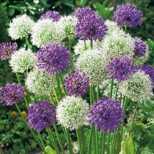 Produktbild Samen Mauser Allium Mischung Big Head (Blumenzwiebeln)
