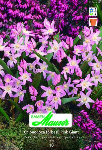 Produktbild Samen Mauser Pink Giant Sternhyazinthen (Blumenzwiebeln)