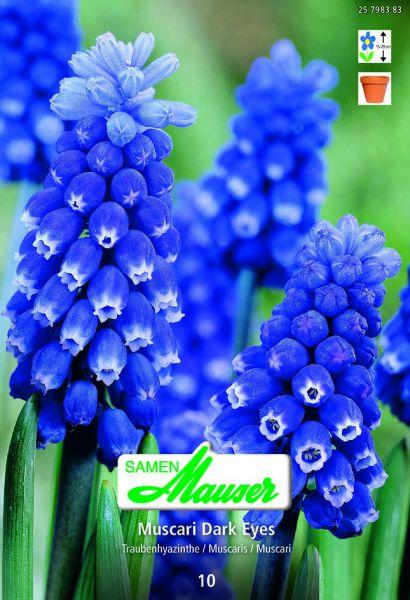 Produktbild Samen Mauser Aucheriana Dark Eyes (Blumensamen)