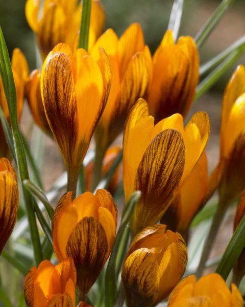 Produktbild Samen Mauser Krokus Orange Monarch (Blumenzwiebeln)