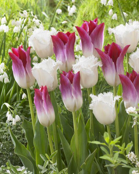 Produktbild Samen Mauser Symphony No. 5 Tulpenmischung (Blumenzwiebeln)