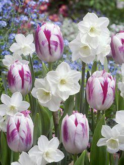 Actual product image Samen Mauser The Magic Flute Mixture (Flower bulbs)