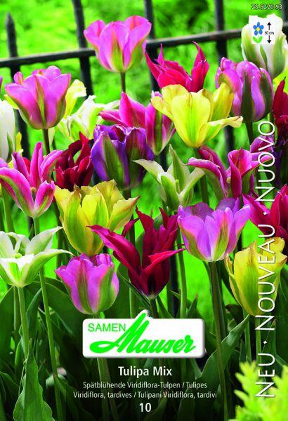 Produktbild Samen Mauser Viridiflora Mischung (Blumenzwiebeln)