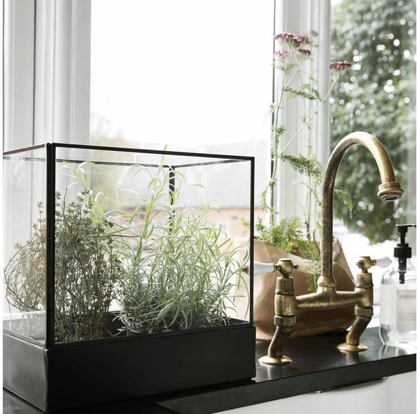 Actual product image House Doctor Plant (1 x)