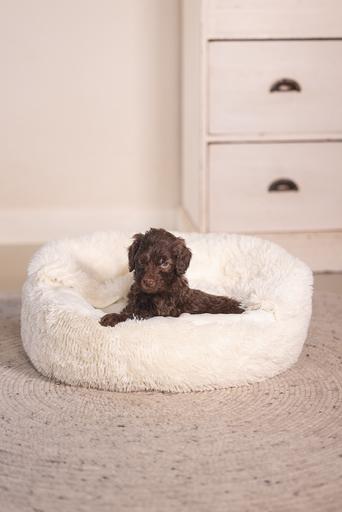 Actual product image Beeztees Puppy bed Kiki (Dog)