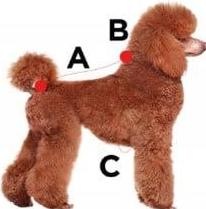 Actual product image Zolux Dublin Jumper Dog S25 Red (Dog)